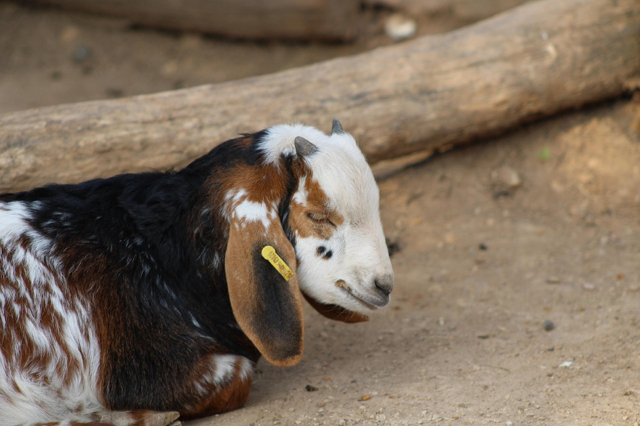 Zoo-Leipzig